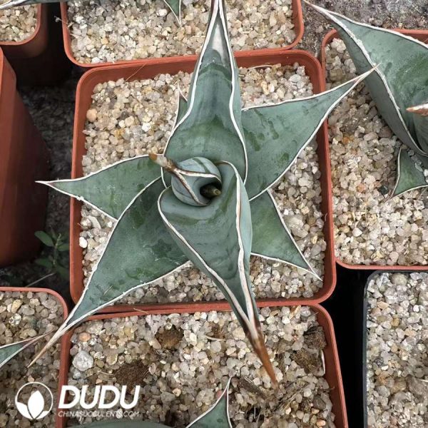 Dracaena trifasciata Walker - Image 2