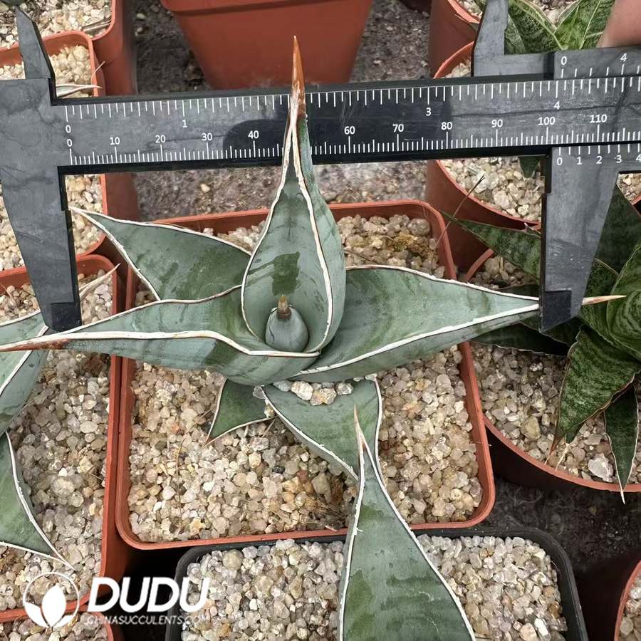 09951D100.jpg Dracaena trifasciata Walker - Image 1