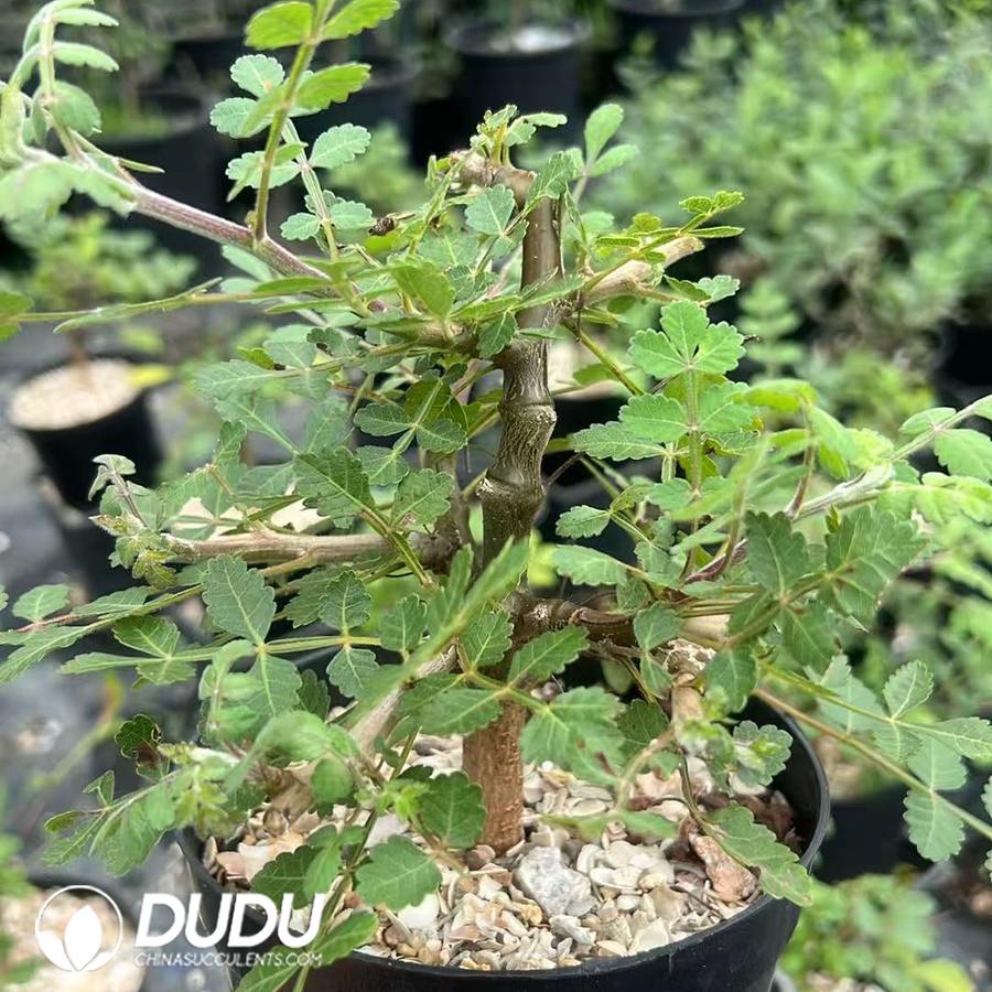 09953D90.jpg Bursera linanoe - Image 1