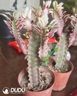 Euphorbia trigona 'Rubra Variegata'