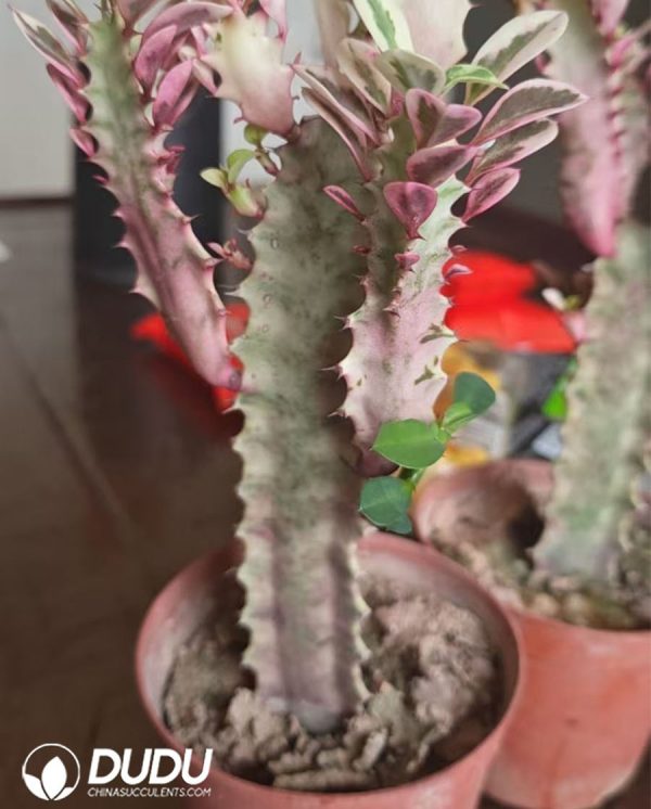 Euphorbia trigona 'Rubra Variegata' - Image 2