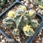 Cactus-Echinocereus knippelianus Variegated