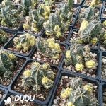 Cactus-Echinocereus knippelianus Variegated - Image 2