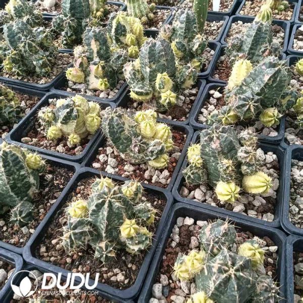 Cactus-Echinocereus knippelianus Variegated - Image 2