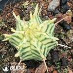 Euphorbia horrida Variegated
