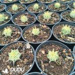 Euphorbia horrida Variegated - Image 2