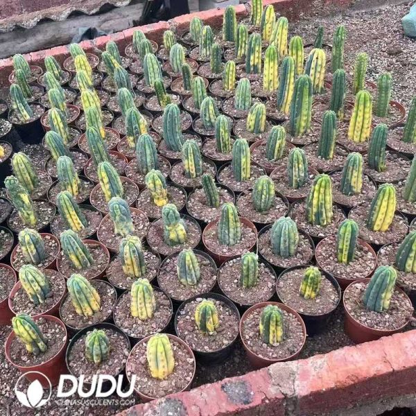 09958D150.jpg (Cutting)Trichocereus Pachanoi variegated - Image 1