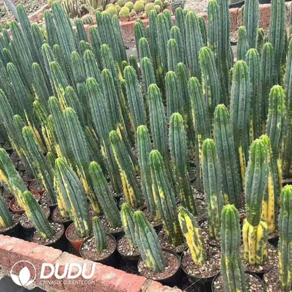 (Rooted Cutting)Trichocereus Pachanoi variegated - Image 1