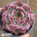 Echeveria Dare Devil