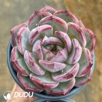 Echeveria Dare Devil - Image 2