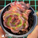 Echeveria Iceland Coffee