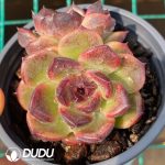 Echeveria Iceland Coffee - Image 2