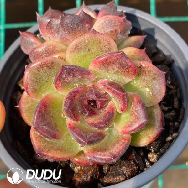 Echeveria Iceland Coffee - Image 2
