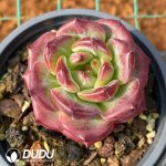 Echeveria Hong Yue