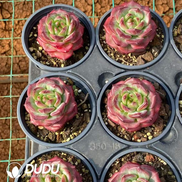 Echeveria Hong Yue - Image 2