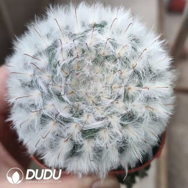 Mammillaria bocasana v. multilanata - Image 1