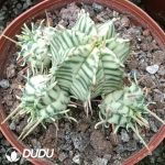 Gymnocalycium Stenopleurum F. Variegata