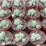 Gymnocalycium Stenopleurum F. Variegata - Image 2
