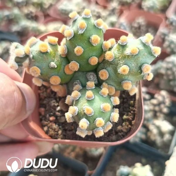 09966D60.jpg Tephrocactus Molinensis - Image 1