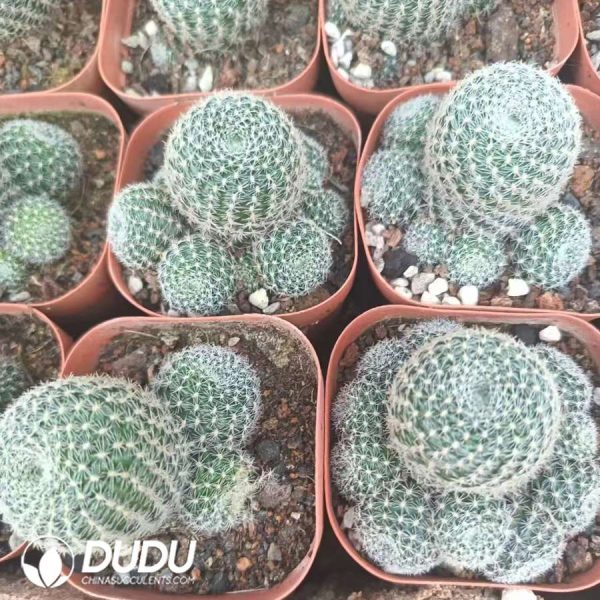 Mammillaria Perbella Clustering - Image 1
