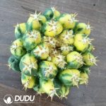 (Grafted)Coryphantha elephantidens Variegated without root