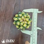 (Grafted)Coryphantha elephantidens Variegated without root - Image 2