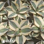 Agave titanota 'Snaggle Tooth'