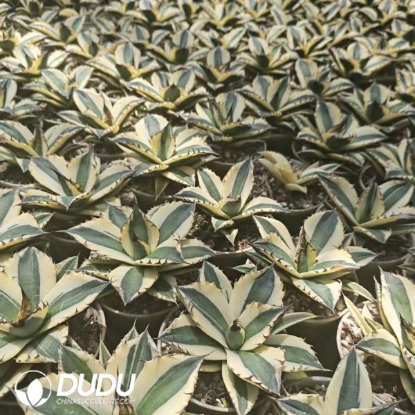 Agave titanota 'Snaggle Tooth' - Image 2