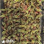 Agave titanota 'Snaggle Tooth' Seedling