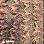 Agave titanota 'Snaggle Tooth' Seedling - Image 2