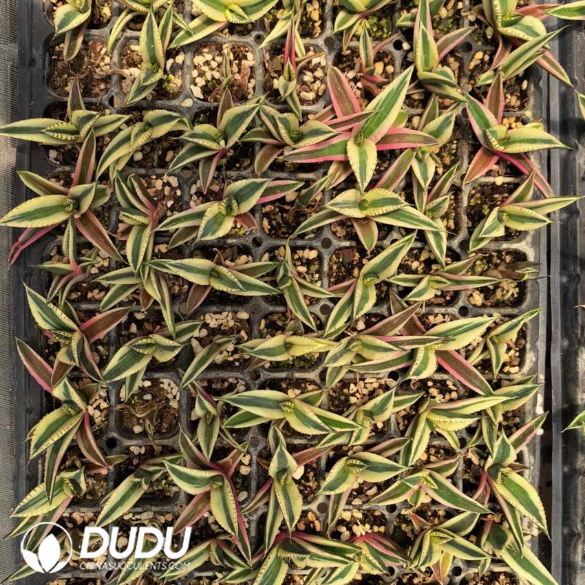 09970D30.jpg Agave titanota 'Snaggle Tooth' Seedling - Image 1