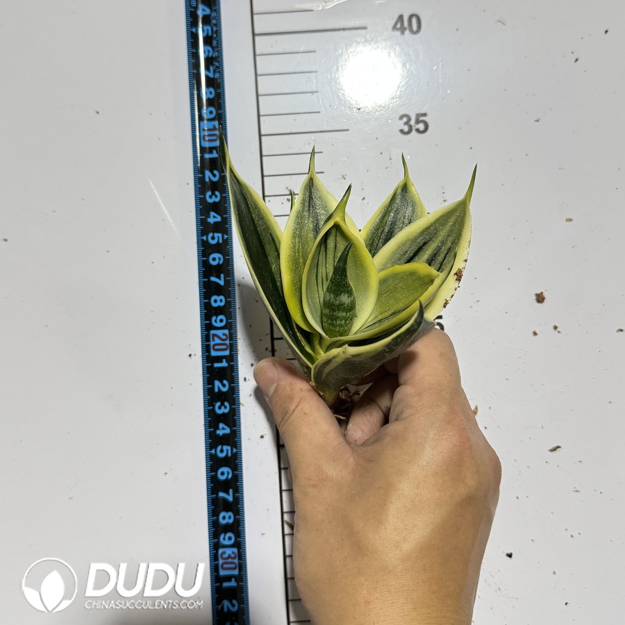 09977D90.jpg Sansevieria trifasciata Lotus Variegated - Image 1