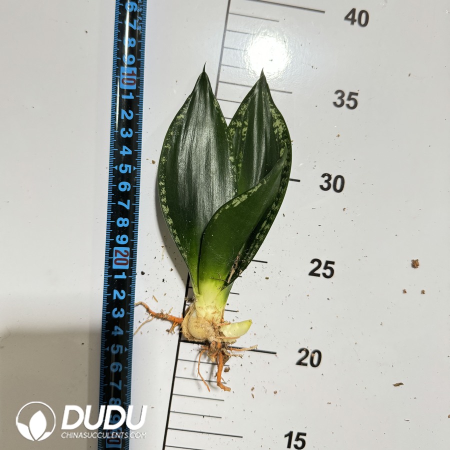 09978D100.jpg Sansevieria trifasciata 'Snowflake' - Image 1