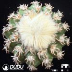 Discocactus placentiformis Cat's Paw