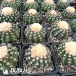 Discocactus placentiformis Cat's Paw - Image 2