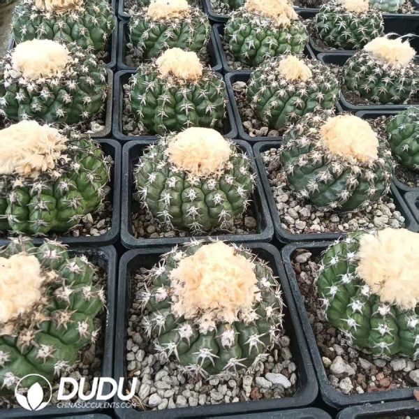 Discocactus placentiformis Cat's Paw - Image 2