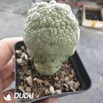(Seed Grown)Pseudolithos migiurtinus