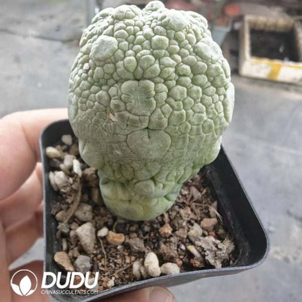 (Seed Grown)Pseudolithos migiurtinus - Image 2