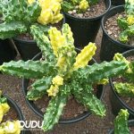 Echinocereus pentalophus hybrid 'Shuixian Qinglang' Variegated Clustering