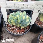 (Rooted Cutting)Myrtillocactus geometrizans Variegated Cristata - Image 2