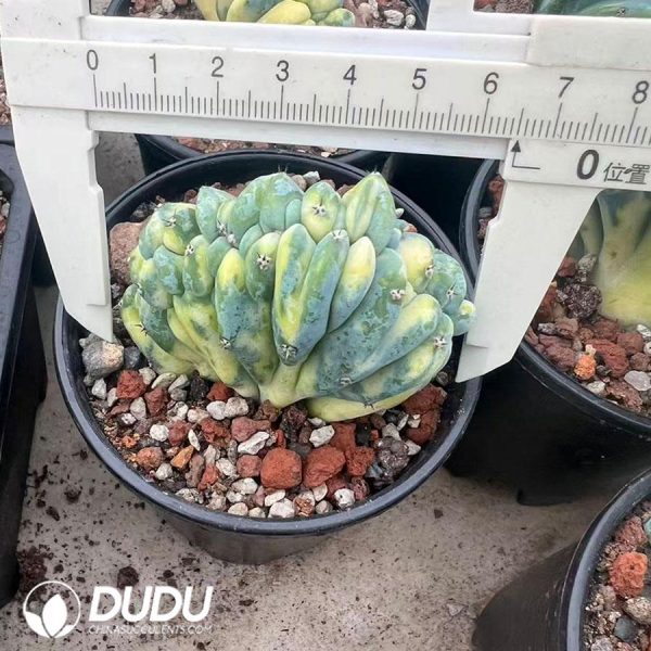 (Rooted Cutting)Myrtillocactus geometrizans Variegated Cristata - Image 2