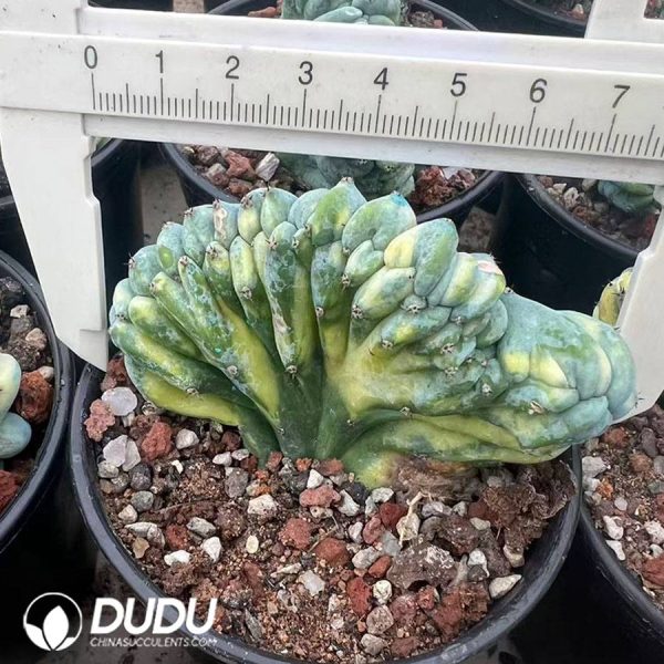 09988D70.jpg (Rooted Cutting)Myrtillocactus geometrizans Variegated Cristata - Image 1