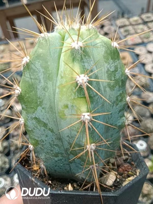 09989D70.jpg Pilosocereus pachycladus Variegated - Image 1