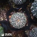 Astrophytum asterias 'Superkabuto V-type'