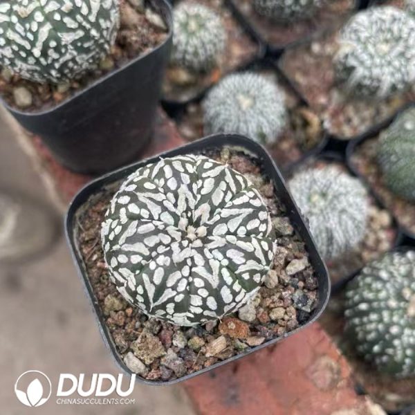 Astrophytum asterias 'Superkabuto V-type' - Image 2