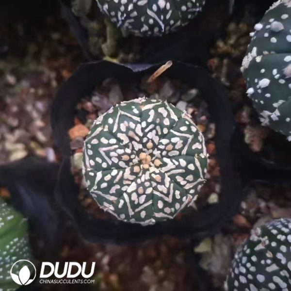 Astrophytum asterias 'Superkabuto V-type' - Image 1
