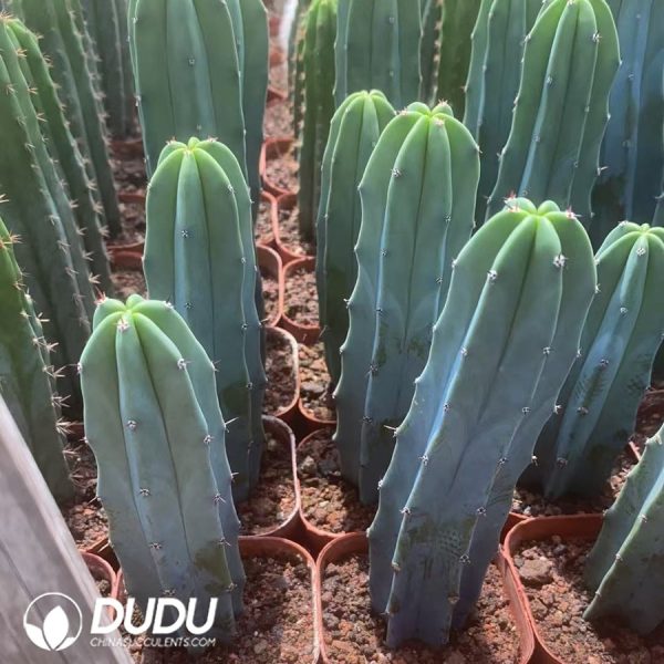 09993D90.jpg (Rooted Cutting)Myrtillocactus geometrizans - Image 1