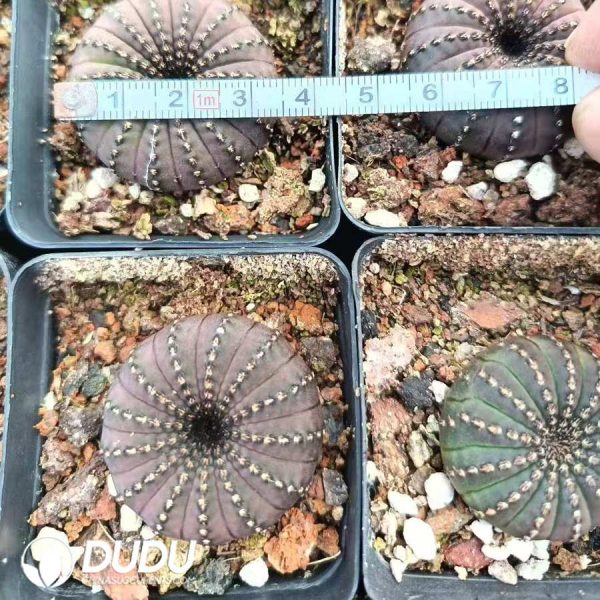 09994D30.jpg (Seed Grown)Frailea asterioides - Image 1