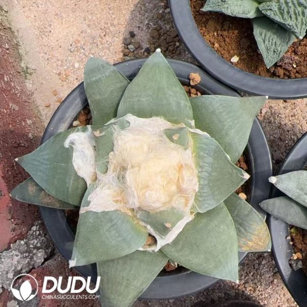 09996D120.jpg Ariocarpus retusus - Image 1