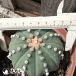 (Rooted Cutting)Astrophytum asterias